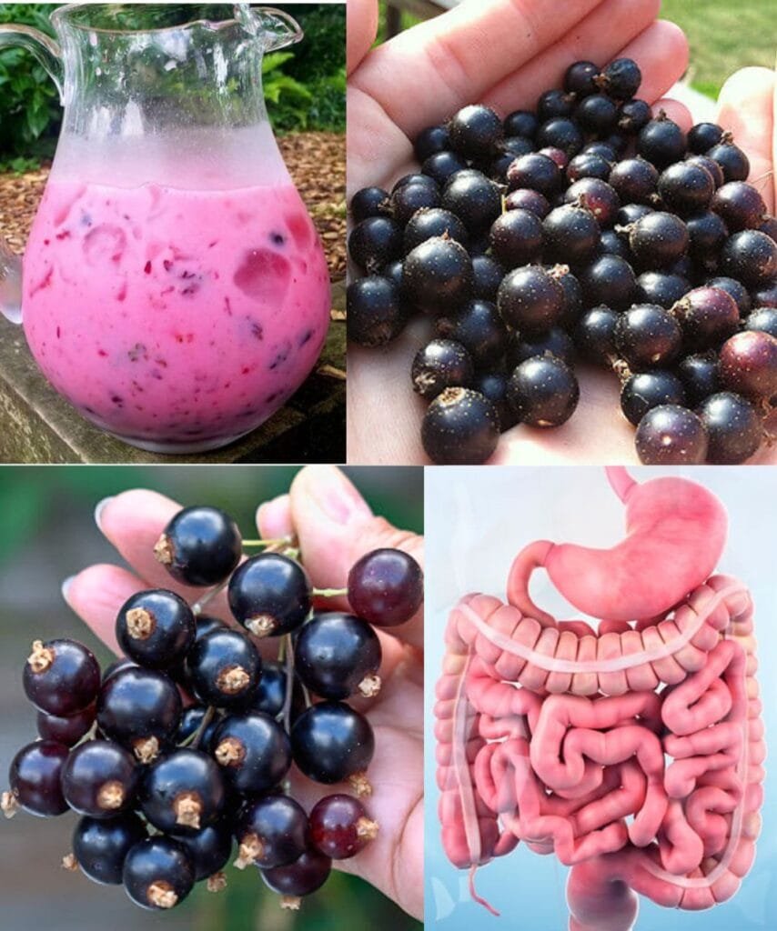 Black Currant: A Nutrient-Packed Berry and 3 Delicious Ways to Use It